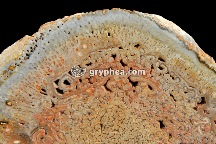 Fougère arborescente fossile - Tieta singularis - CT du Tronc - Permien (Brésil) - gryphea.org